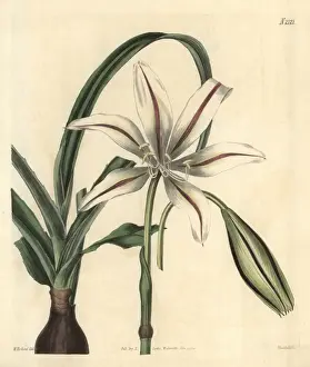 Broussonets crinum, Crinum broussoneti