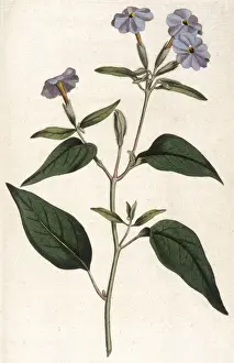 Browallia Americana