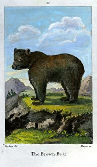 Fauna Collection: Brown Bear