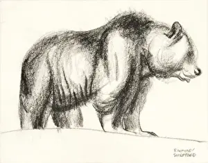 Brown Bear