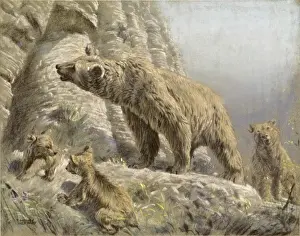 Brown Bear and Cubs