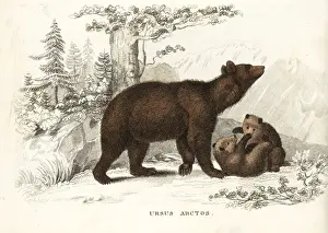 Bildersaal Prints: Brown bear and cubs, Ursus arctos