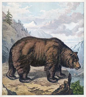 Animals Gallery: Brown Bear Kronheim