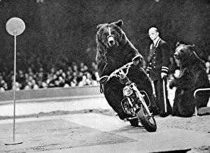 Bear Collection: Brown Bear riding a motorcycle at the Bertram Mills Circus
