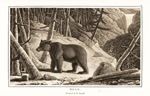 Foraging Prints: Brown bear, Ursus arcto, foraging in a mountain forest