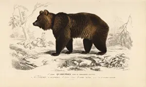 Travies Prints: Brown bear, Ursus arctos
