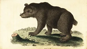 Brown bear, Ursus arctos