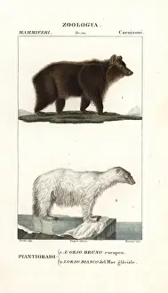 Brown bear, Ursus arctos arctos, and polar
