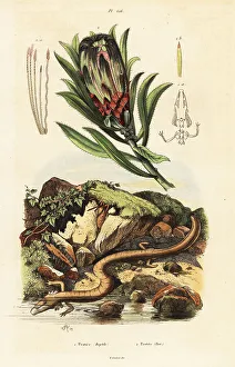 Herpetology Prints: Brown-beard sugarbush and olm