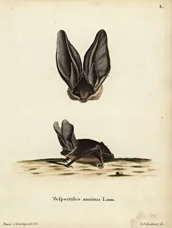 Leitner Prints: Brown big-eared bat, Plecotus auritus