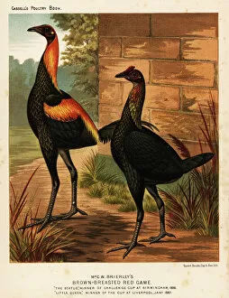 Brown-breasted red game birds