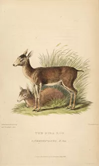 Landseer Collection: Brown brocket deer, Mazama gouazoubira