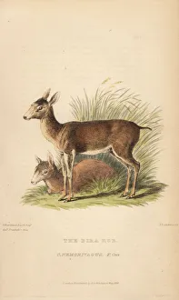 Landseer Collection: Brown brocket deer, Mazama gouazoubira