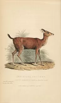 Griffith Collection: Brown brocket deer, Mazama gouazoubira (Apara