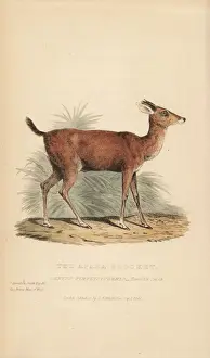 Brown brocket deer, Mazama gouazoubira (Apara