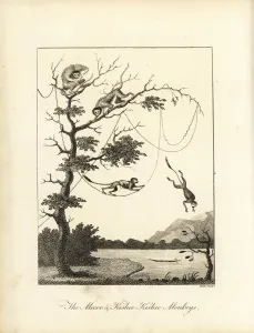 Negroes Prints: Brown capuchin monkey and squirrel monkey