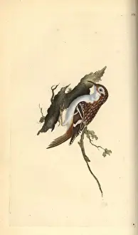 Engraved Prints: Brown creeper, Certhia familiaris