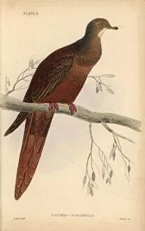 Ornithology Collection: Brown Cuckoo-Dove, Macropygia phasianella