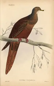 Ornithology Prints: Brown Cuckoo-Dove, Macropygia phasianella
