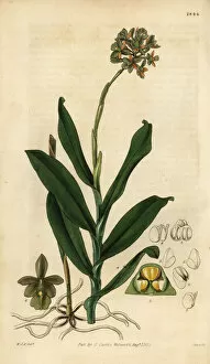 Anceps Gallery: Brown epidendrum orchid, Epidendrum anceps