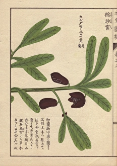Amomum Gallery: Brown flowers and green leaves of wild Siamese