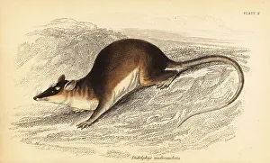 Marsupiata Prints: Brown four-eyed opossum, Metachirus nudicaudatus