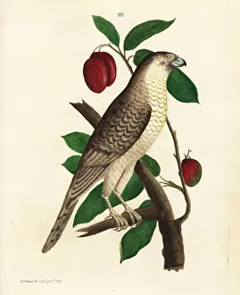 Falco Prints: Brown hawk-owl on a mango tree