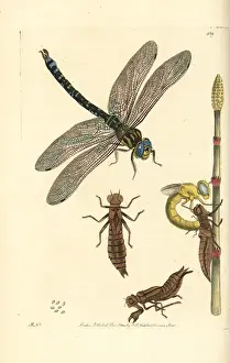 Larva Prints: Brown hawker dragonfly, Aeshna grandis