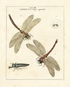 Diptera Prints: Brown hawker or large brown dragonfly, Aeshna grandis