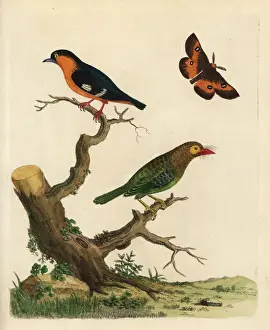 Cheeked Prints: Brown-headed barbet and common iora