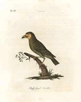 Megalaima Prints: Brown-headed barbet, Megalaima zeylanica?
