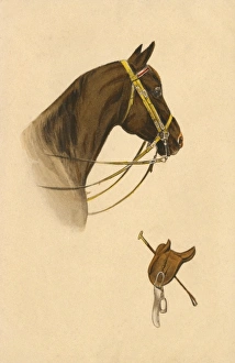 Images Dated 11th November 2011: Brown Horse with double-reined pelham bit