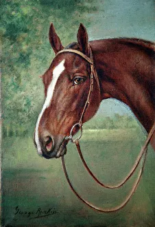 Carruthers Prints: Brown horse's head