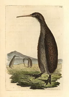 Naturalist Gallery: Brown kiwi, Apteryx australis Vulnerable