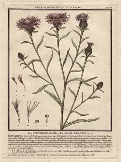 Bulliard Prints: Brown knapweed or brownray knapweed, Centaurea jacea