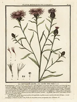 Colour Printing Prints: Brown knapweed, Centaurea jacea