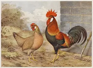 Brown Leghorn