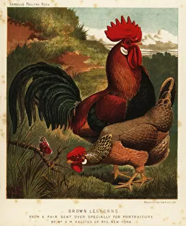Brooks Collection: Brown leghorns or Livorno chickens