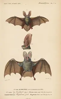 Brown long-eared bat, Plecotus auritus