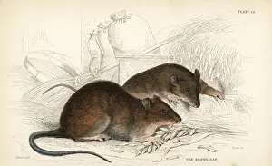 Brown rat, Rattus norvegicus