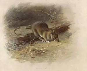 Brown Rat / Thorburn