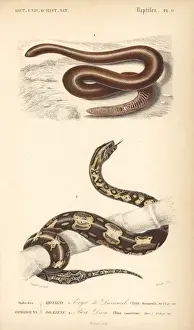 Oudart Prints: Brown sand boa and boa constrictor