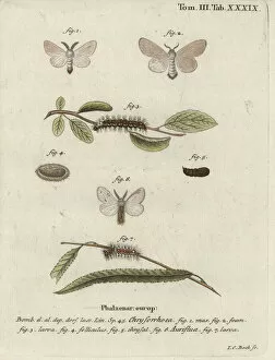 Phalaena Collection: Brown-tail moth, Euproctis chrysorrhoea