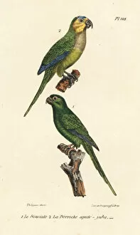 Oeuvres Collection: Brown-throated parakeet and long-tailed green