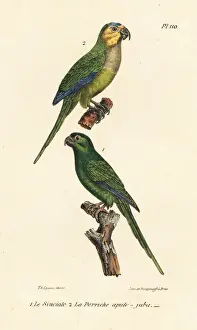 Psittacus Prints: Brown-throated parakeet and long-tailed green