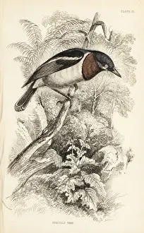 Flycatchers Prints: Brown-throated wattle-eye, Platysteira cyanea