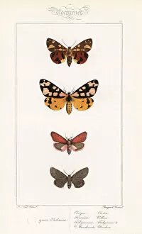 Alexis Collection: Brown tiger moth, cream-spot tiger, ruby tiger