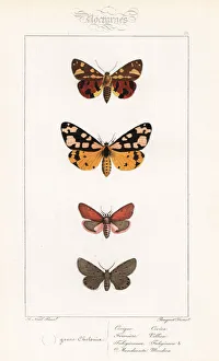 Alexis Collection: Brown tiger moth, cream-spot tiger, ruby tiger