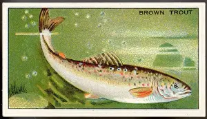 Brown Trout / Morris / 1928