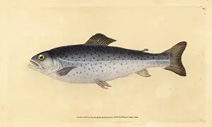 Donovan Prints: Brown trout, Salmo trutta